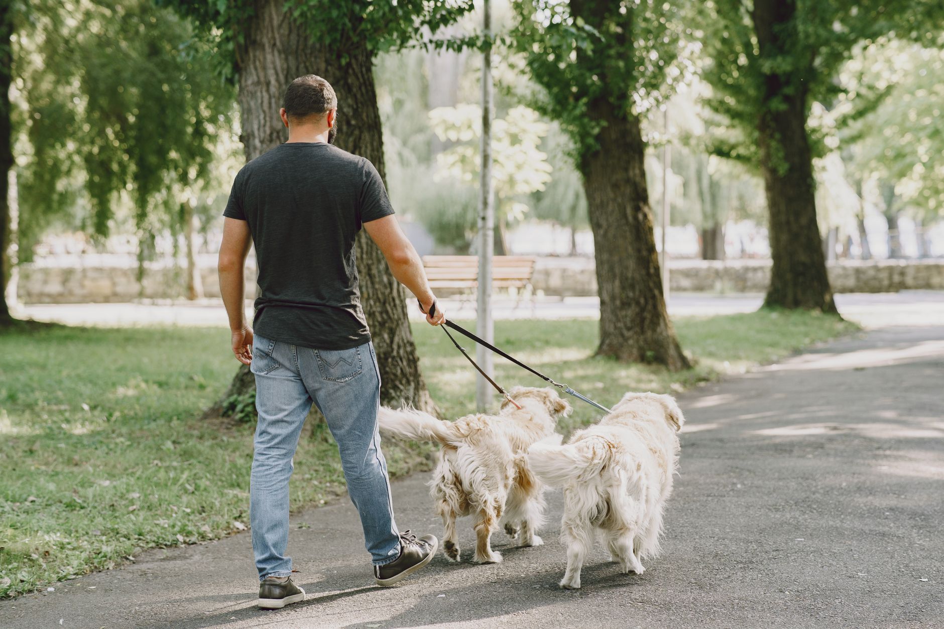 A man in a gray T-shirt walking two golden retrievers along a tree-lined park path on a sunny day
